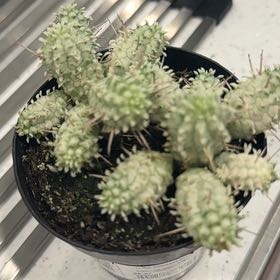 Photo of the plant species Variegated Corncob Cactus by @FunBaytree66 named LiloStitch on Greg, the plant care app