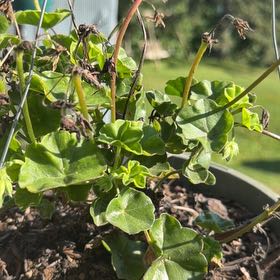 Photo of the plant species Ivy Geranium by @VipGreenice34 named Beyonce on Greg, the plant care app