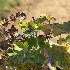 Photo of the plant species Common Columbine by @VipGreenice34 named Leaf Erickson on Greg, the plant care app