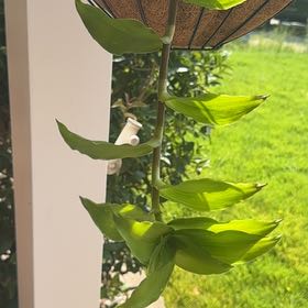 Photo of the plant species Solomon's Seal by @GemCapealoe27 named Pax on Greg, the plant care app