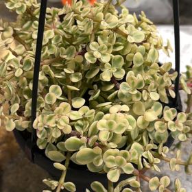 Photo of the plant species Rainbow Elephant Bush by @DaringlyWorm78 named Morgan Treeman on Greg, the plant care app