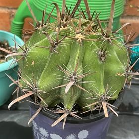 Photo of the plant species Barrel Cactus by @CaringCoojong36 named Navajo on Greg, the plant care app