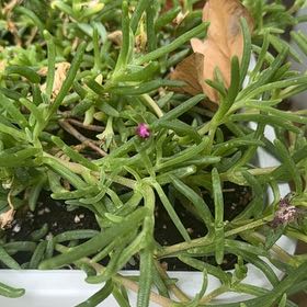 Photo of the plant species Chisme by @CaringCoojong36 named Darwin on Greg, the plant care app