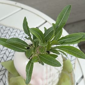 Photo of the plant species Oleander by @CaringCoojong36 named Austen on Greg, the plant care app