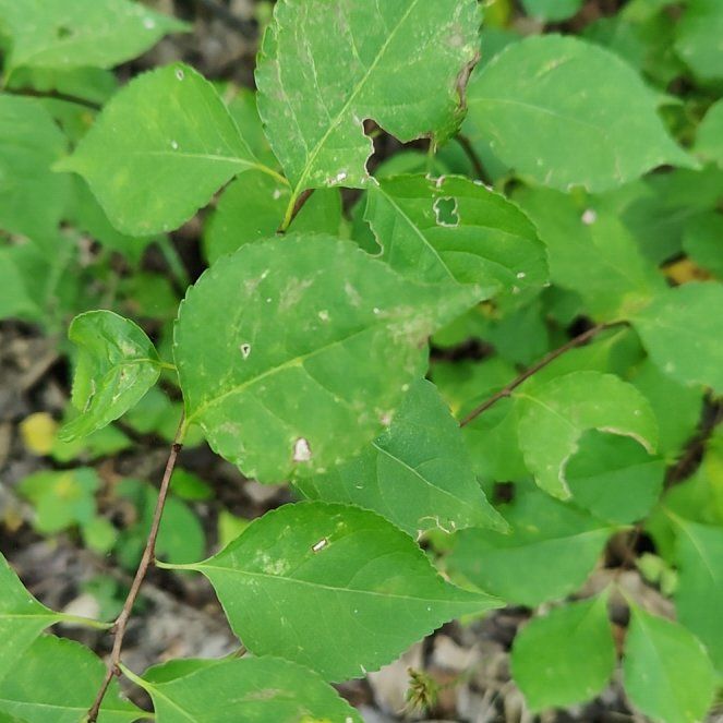 Photo of the plant species Asian Bittersweet by @SoaringFicus97 named Walt on Greg, the plant care app