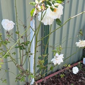 Photo of the plant species Dog Rose by @SavoryCornbind named Bruce Lee on Greg, the plant care app