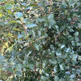 Photo of the plant species Camellia by @SavoryCornbind named Bodhi on Greg, the plant care app