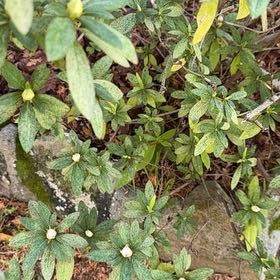 Photo of the plant species Satsuki by @SavoryCornbind named Marley on Greg, the plant care app