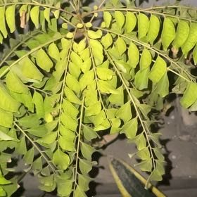Photo of the plant species Curry Tree by @HolyAsarina5 named Tolkien on Greg, the plant care app