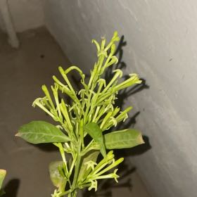 Photo of the plant species Night-Blooming Jessamine by @HolyAsarina5 named Gobi on Greg, the plant care app