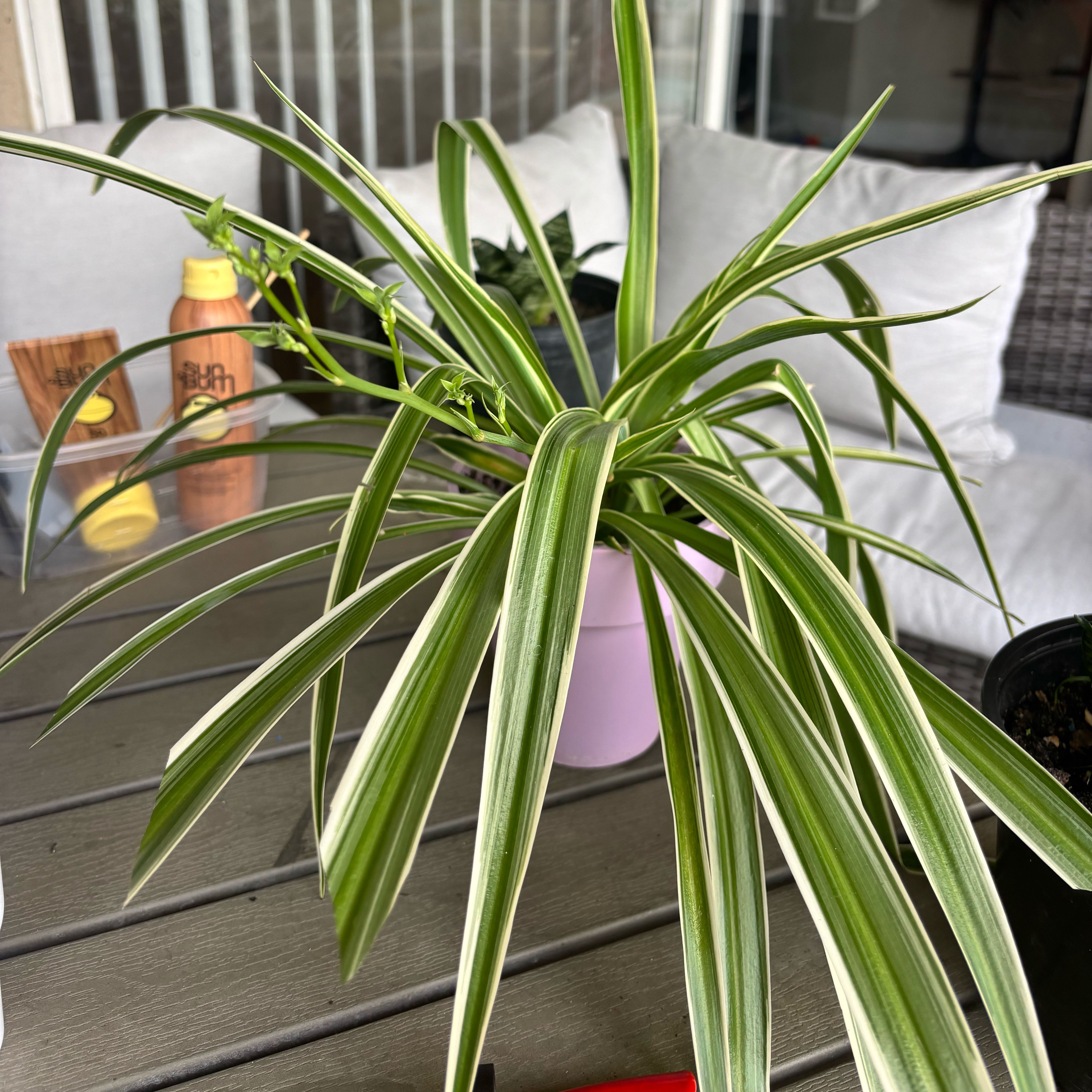 Keisha (plantsitting)