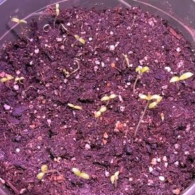 Photo of the plant species Marigold by @TryCowpea8 named Mary on Greg, the plant care app
