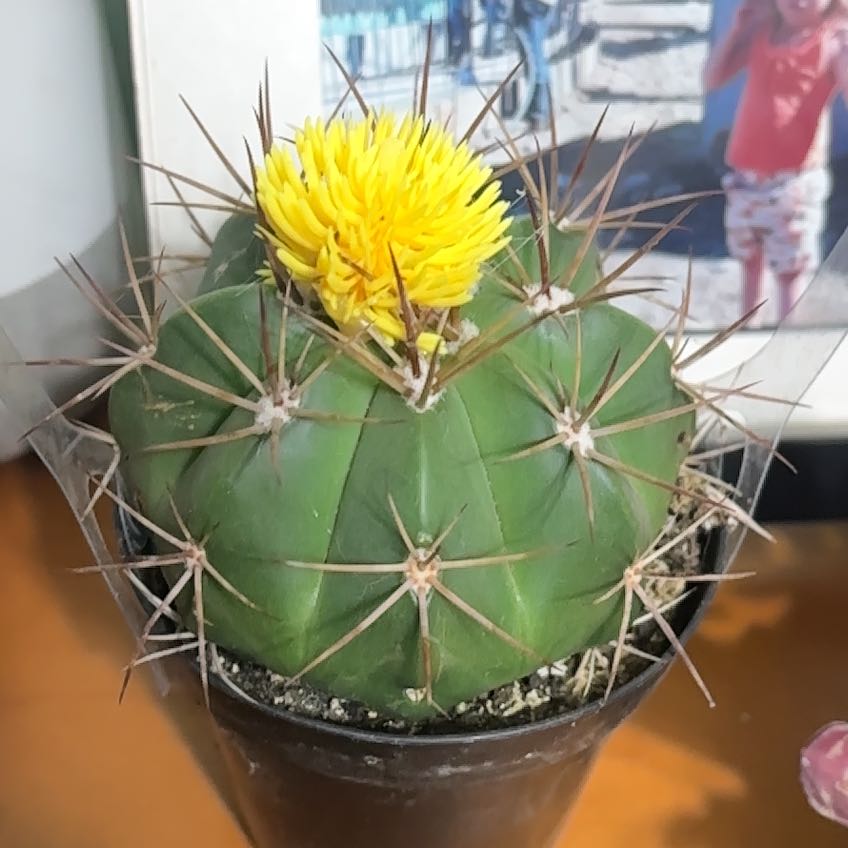 Photo of the plant species Ferocactus histrix by @GrownLlavea94 named Maya on Greg, the plant care app