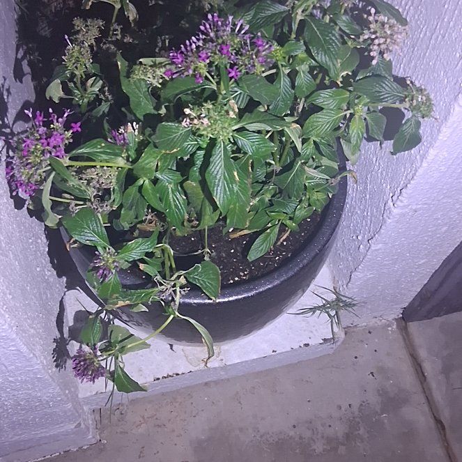 Photo of the plant species Egyptian Starcluster by @PerkyChamisa65 named Cleopatra on Greg, the plant care app
