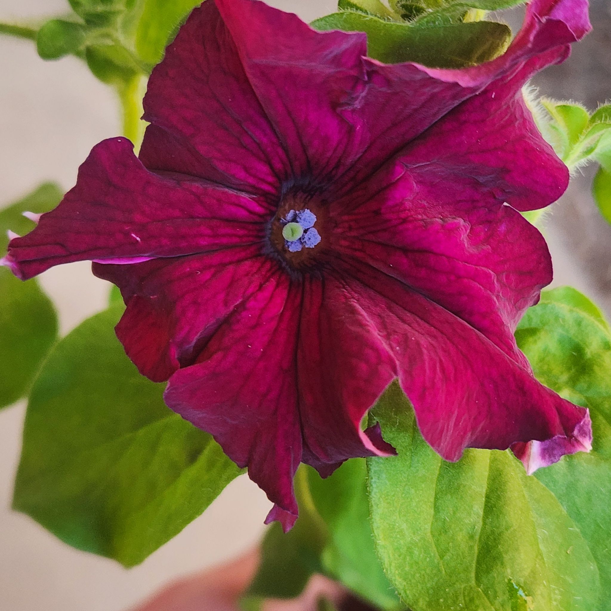 Photo of the plant species Petunia by @AceBetel88 named Robert Plant on Greg, the plant care app