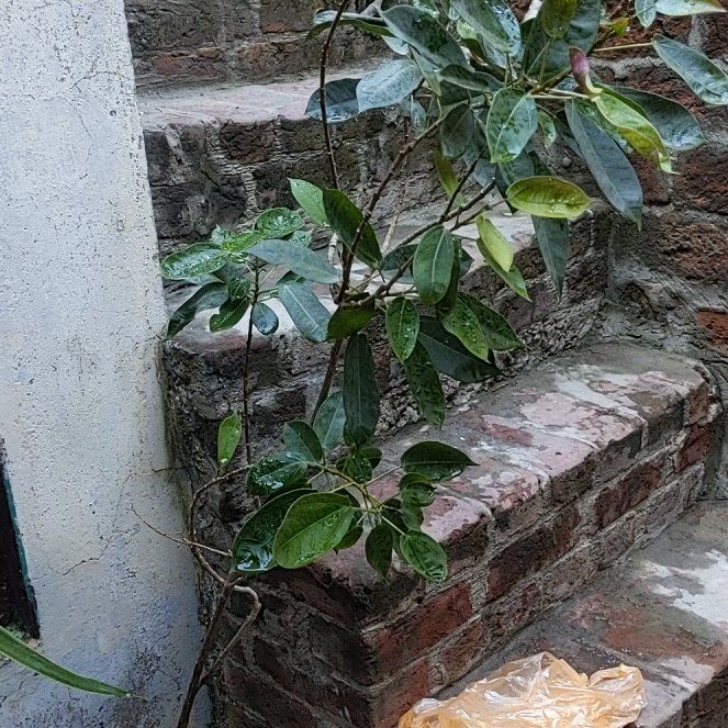Photo of the plant species Spicy Jatropha by @PoetYuzu67 named Hemingway on Greg, the plant care app