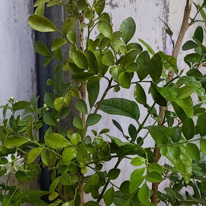 Photo of the plant species Mock Orange by @PoetYuzu67 named Morgan Treeman on Greg, the plant care app