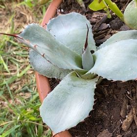 Photo of the plant species Butterfly Agave by @BuoyantZucchini named Huckleberry Fern on Greg, the plant care app