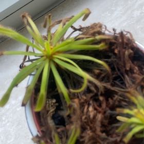 Photo of the plant species Cape Sundew by @ElatedWildrice9 named da Vinci on Greg, the plant care app