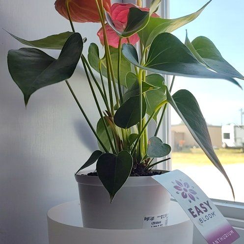 Photo of the plant species Anthurium cirano by @MusicalRedfir9 named Wanda on Greg, the plant care app