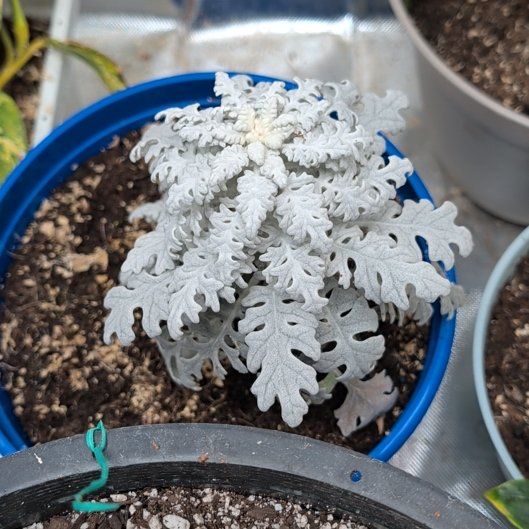 Photo of the plant species Silver Ragwort by @SpiritedOakfern named Darwin on Greg, the plant care app
