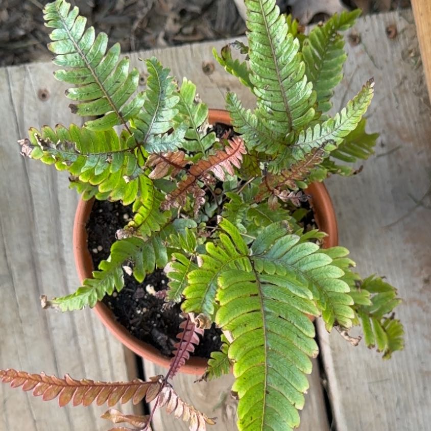 Photo of the plant species Autumn Fern by @FortifiedOmnom named Beckham on Greg, the plant care app