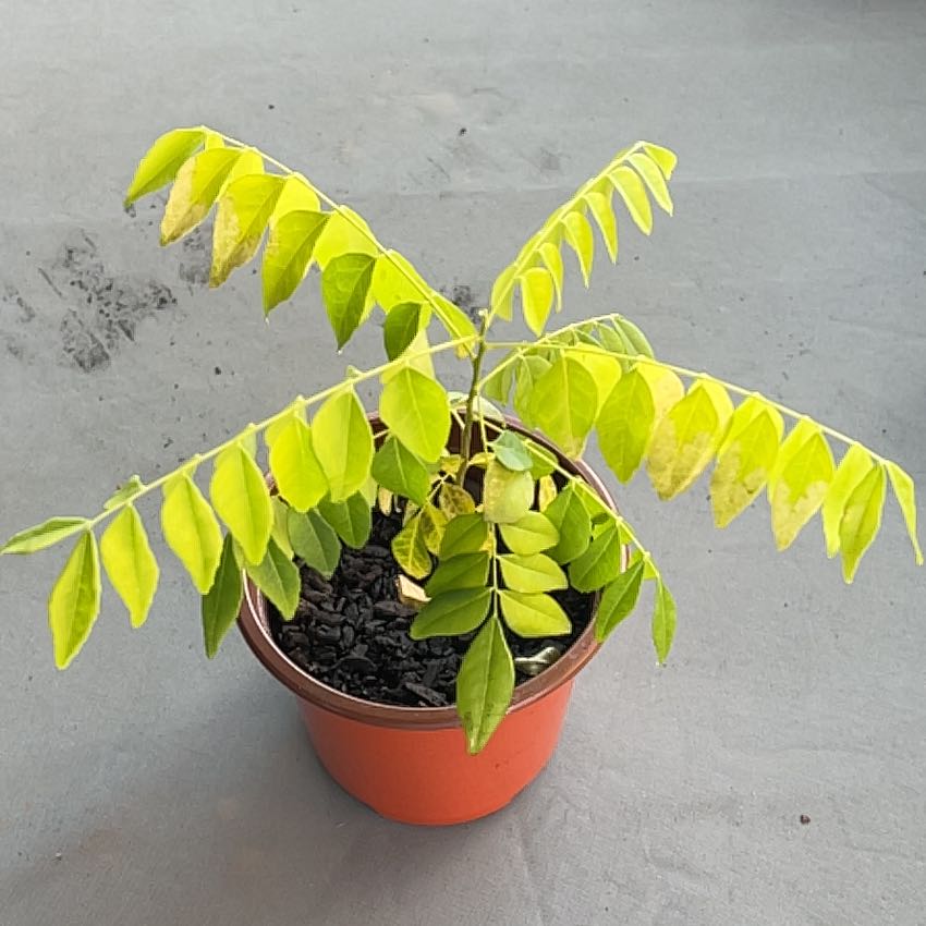 Photo of the plant species Curry Tree by @BigRedlog23 named Oscar on Greg, the plant care app