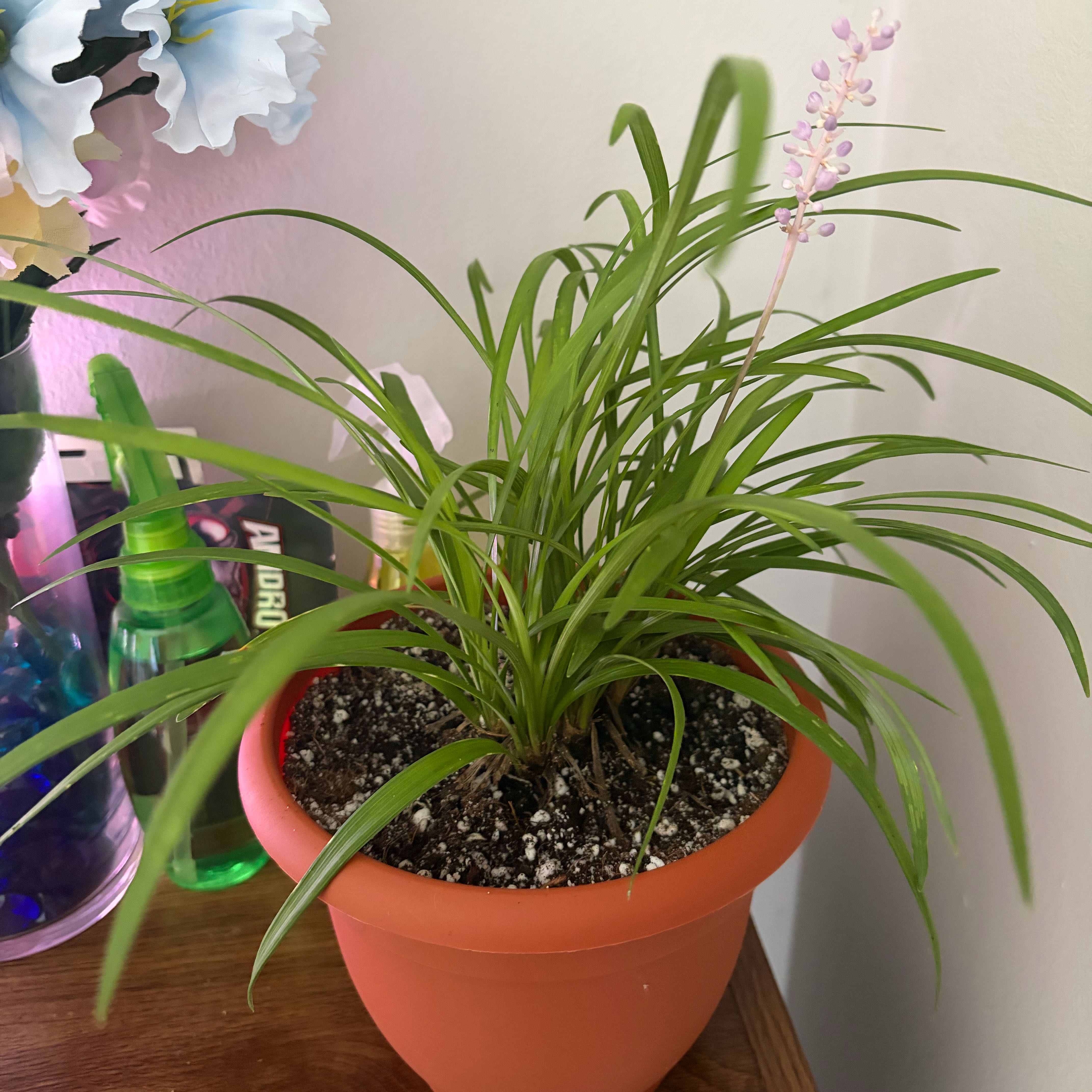Photo of the plant species Big Blue Lilyturf by @ZanyTreeonion71 named Blue belle on Greg, the plant care app