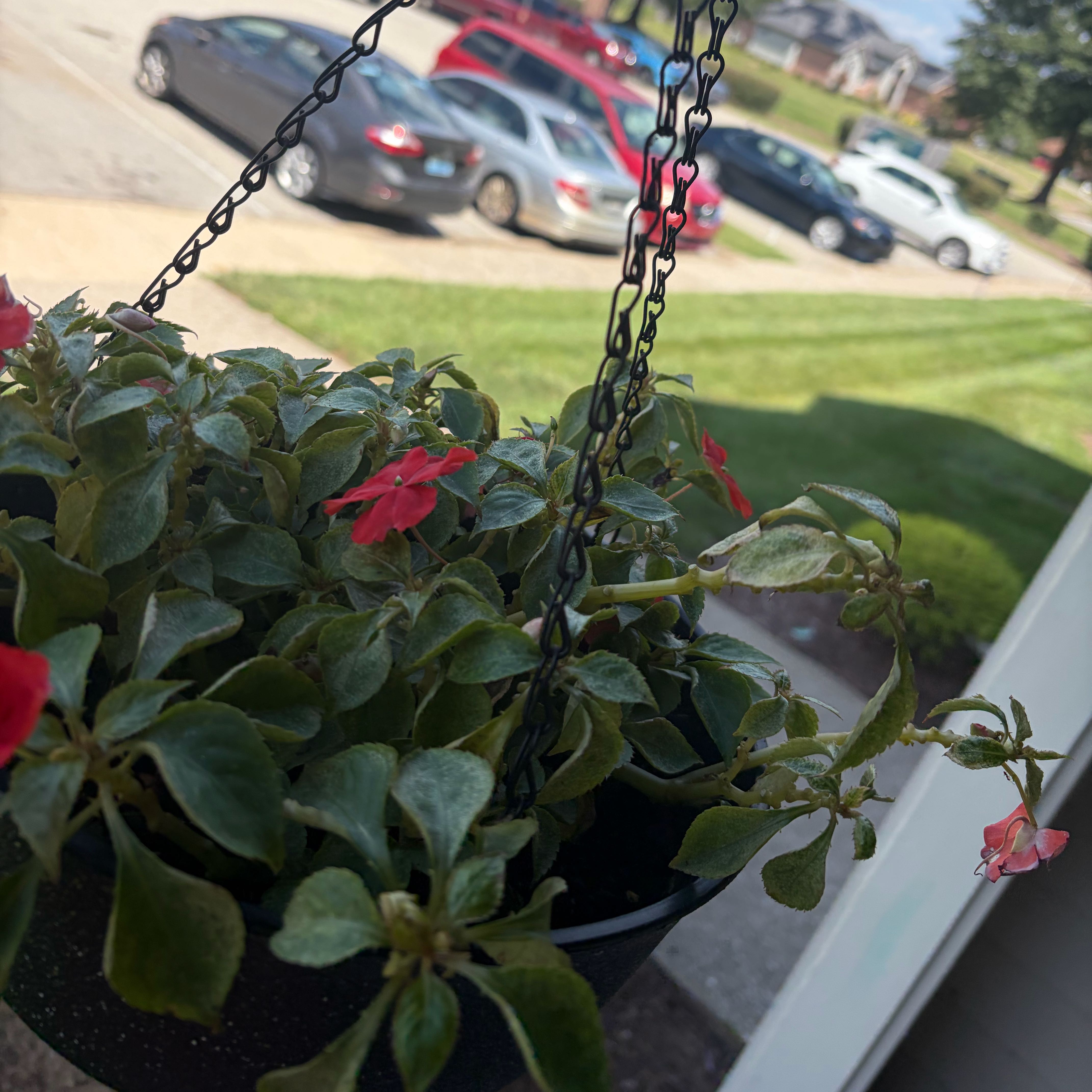 Photo of the plant species Buzzy Lizzy by @ZanyTreeonion71 named Red on Greg, the plant care app