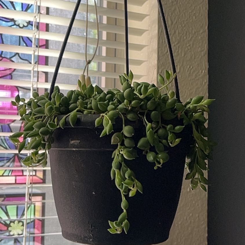 Photo of the plant species String of Tears by @JauntySoybean11 named Jlo on Greg, the plant care app