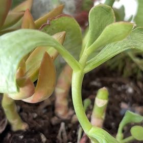 Photo of the plant species Tree Stonecrop by @CleanIcecaps69 named Leonardo on Greg, the plant care app