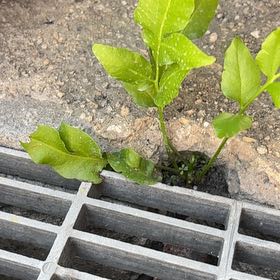 Photo of the plant species Goat Willow by @SavantPuka13 named Apollo on Greg, the plant care app