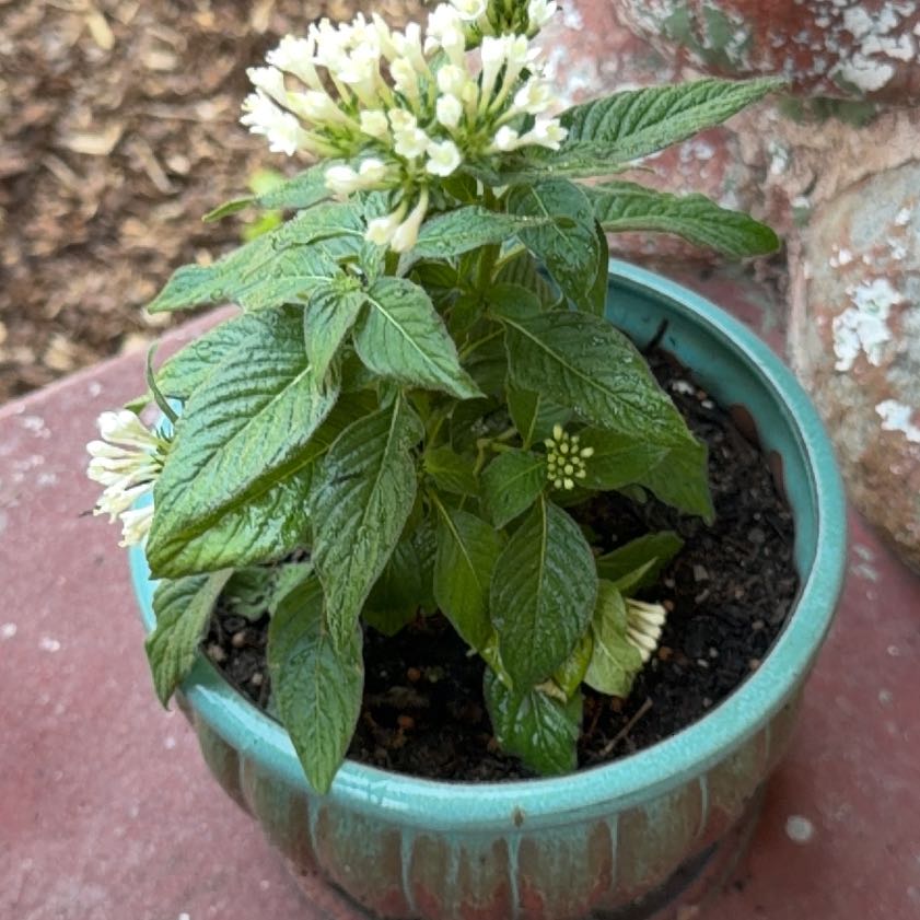 Photo of the plant species Egyptian Starcluster by @ProCidergum28 named Sherlock on Greg, the plant care app