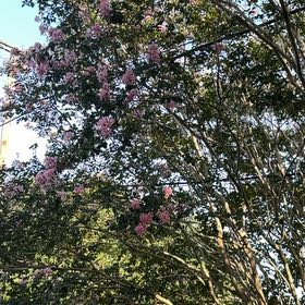Photo of the plant species Crape Myrtle by @ProCidergum28 named Winston on Greg, the plant care app