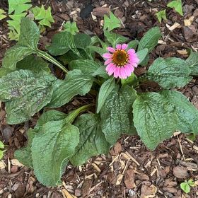 Photo of the plant species Purple Coneflower by @ProCidergum28 named Ronaldo on Greg, the plant care app