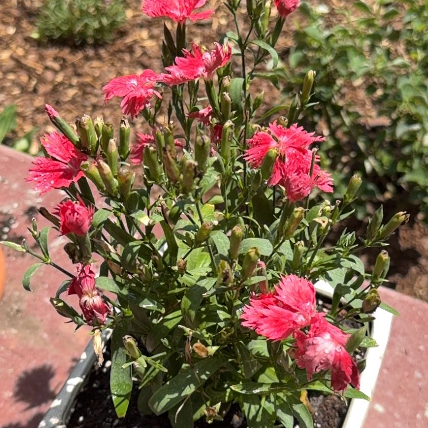 Photo of the plant species Dianthus by @ProCidergum28 named Bodhi on Greg, the plant care app