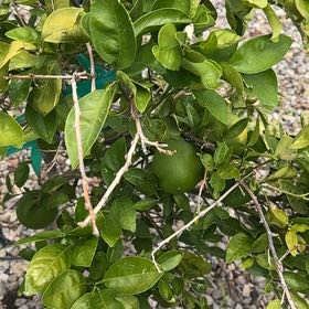Photo of the plant species Calabash Tree by @IngeniousMum75 named ChloroPhil on Greg, the plant care app