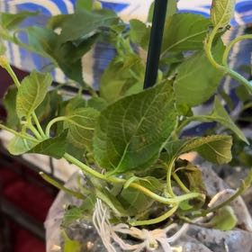 Photo of the plant species Asian Bittersweet by @CunningJavafern named Kobe on Greg, the plant care app