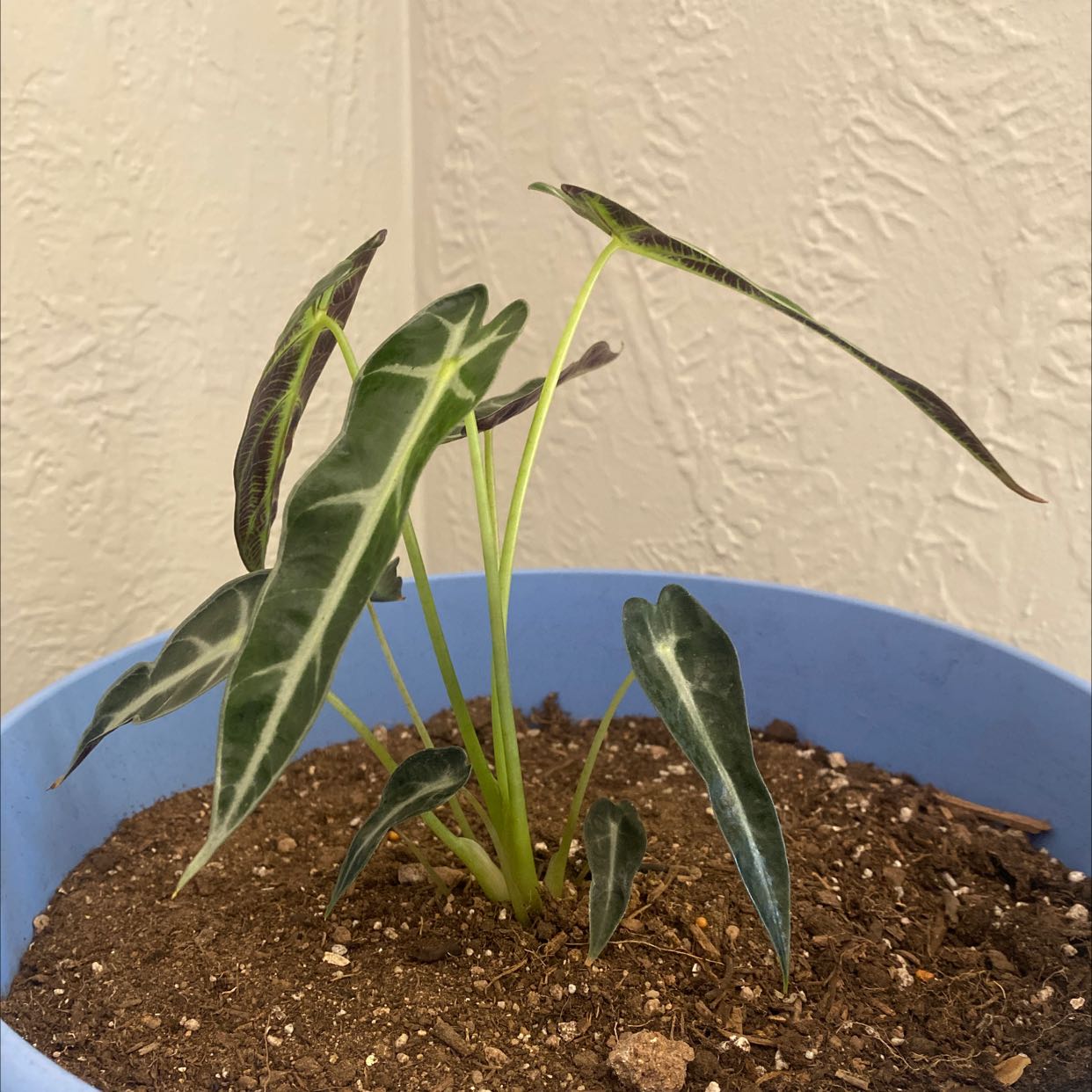 Alocasia 'Sarian' plant in a blue pot with visible soil and healthy leaves.
