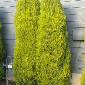 Photo of the plant species Cupressus macrocarpa by @PopularDill20 named Taylor Swift on Greg, the plant care app