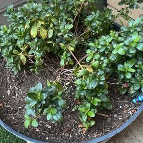 Photo of the plant species Satsuki by @PopularDill20 named Fernie Mac on Greg, the plant care app