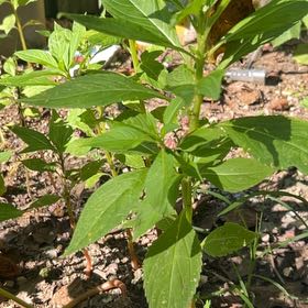 Photo of the plant species Balsam by @BuffJubaea15 named Hamilton on Greg, the plant care app