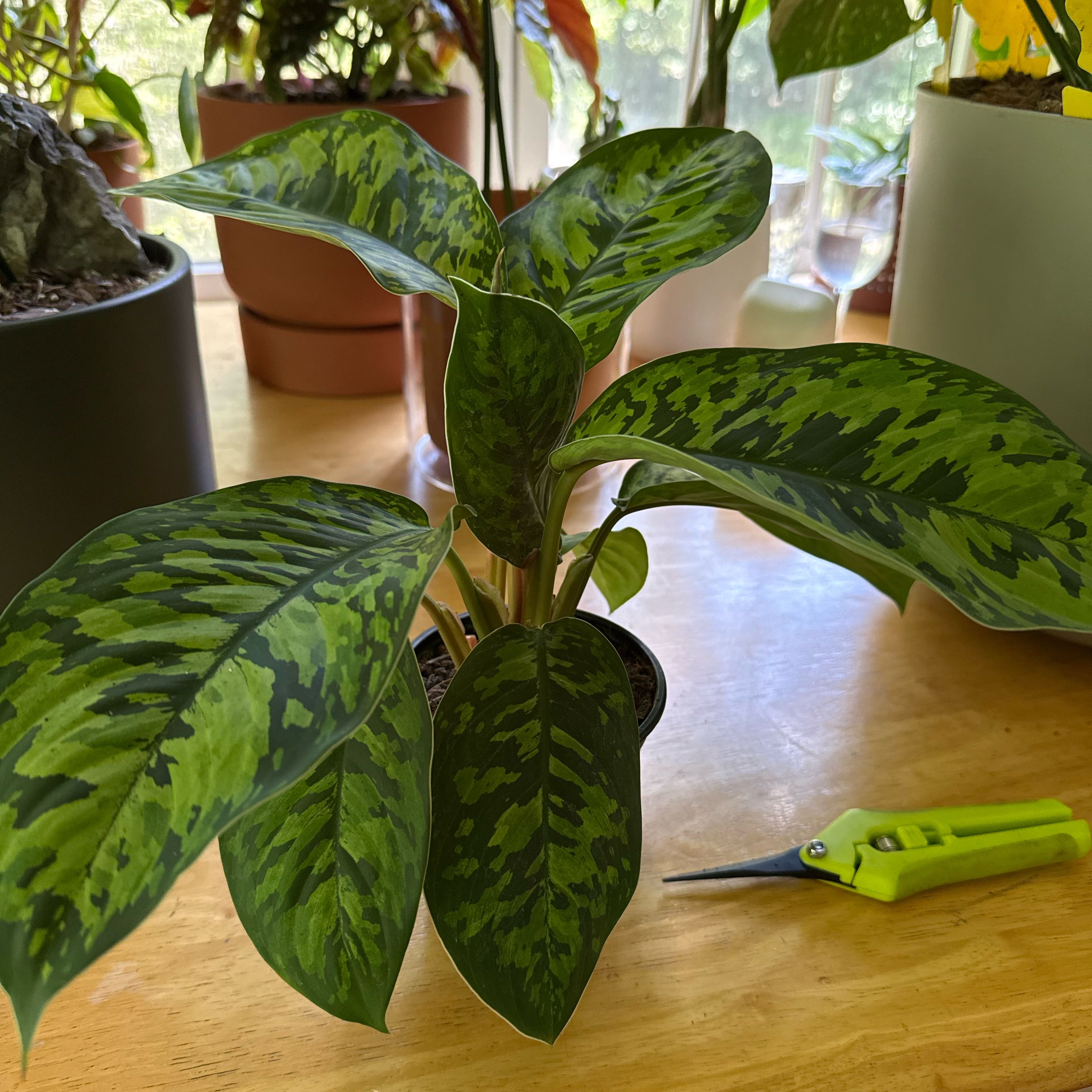 Photo of the plant species Camoflage by @ModestBaibua43 named Beckham on Greg, the plant care app