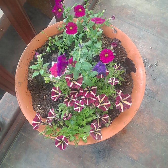 Photo of the plant species Million Bells by @TopFrogfruit78 named Einstein on Greg, the plant care app