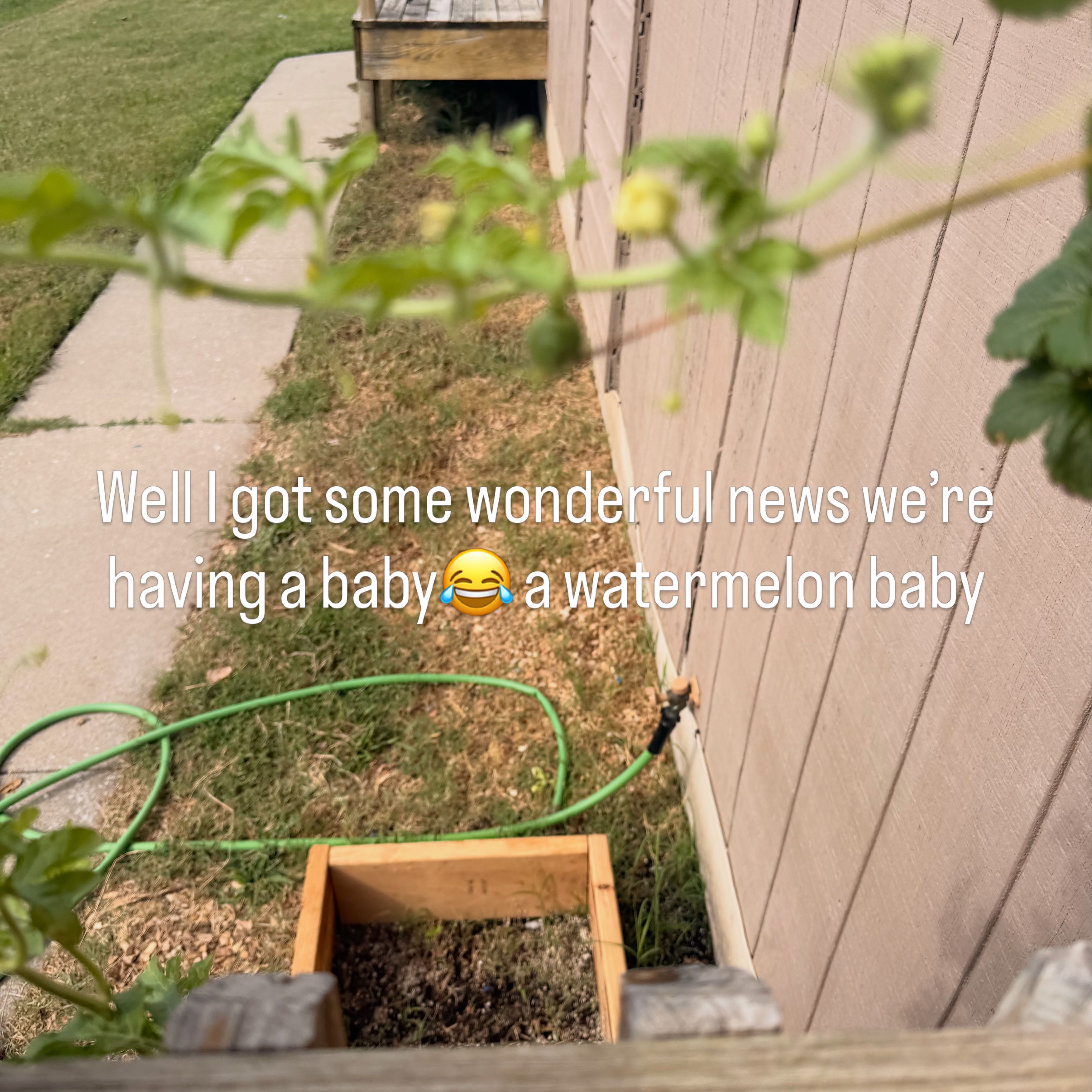 Photo of the plant species Watermelon by @IconOleaster93 named Beckham on Greg, the plant care app