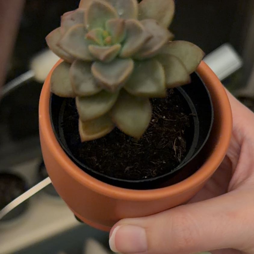 Photo of the plant species Graptosedum 'Vera Higgins' by @PrizedChaya6 named Taylor Swift on Greg, the plant care app