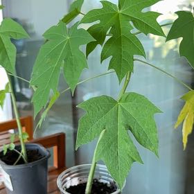 Photo of the plant species Papaya by @SirLaceyoak38 named Kardashian on Greg, the plant care app