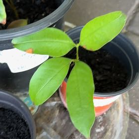 Photo of the plant species Lychee by @SirLaceyoak38 named Pax on Greg, the plant care app
