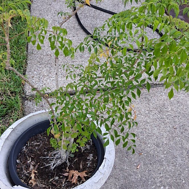 Photo of the plant species Benzoil Tree by @DirectKaramu3 named Leaf Erickson on Greg, the plant care app