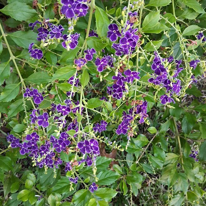 Photo of the plant species Golden Dewdrop by @DirectKaramu3 named Planty on Greg, the plant care app